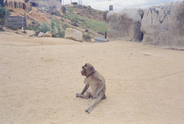 HankTheMonkey.jpg - Hank the Monkey
